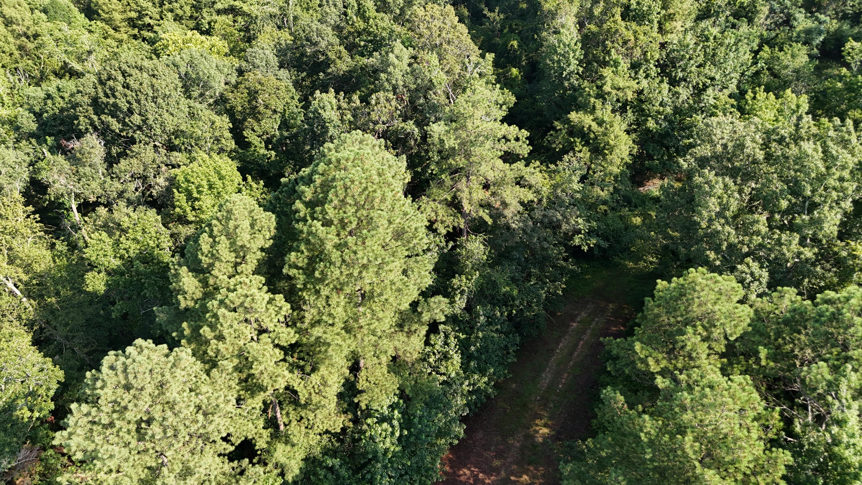 0 Swamp Road Beech Island, SC 29842 - Photo 17 of 21 DJI_20250722103315_0259_D