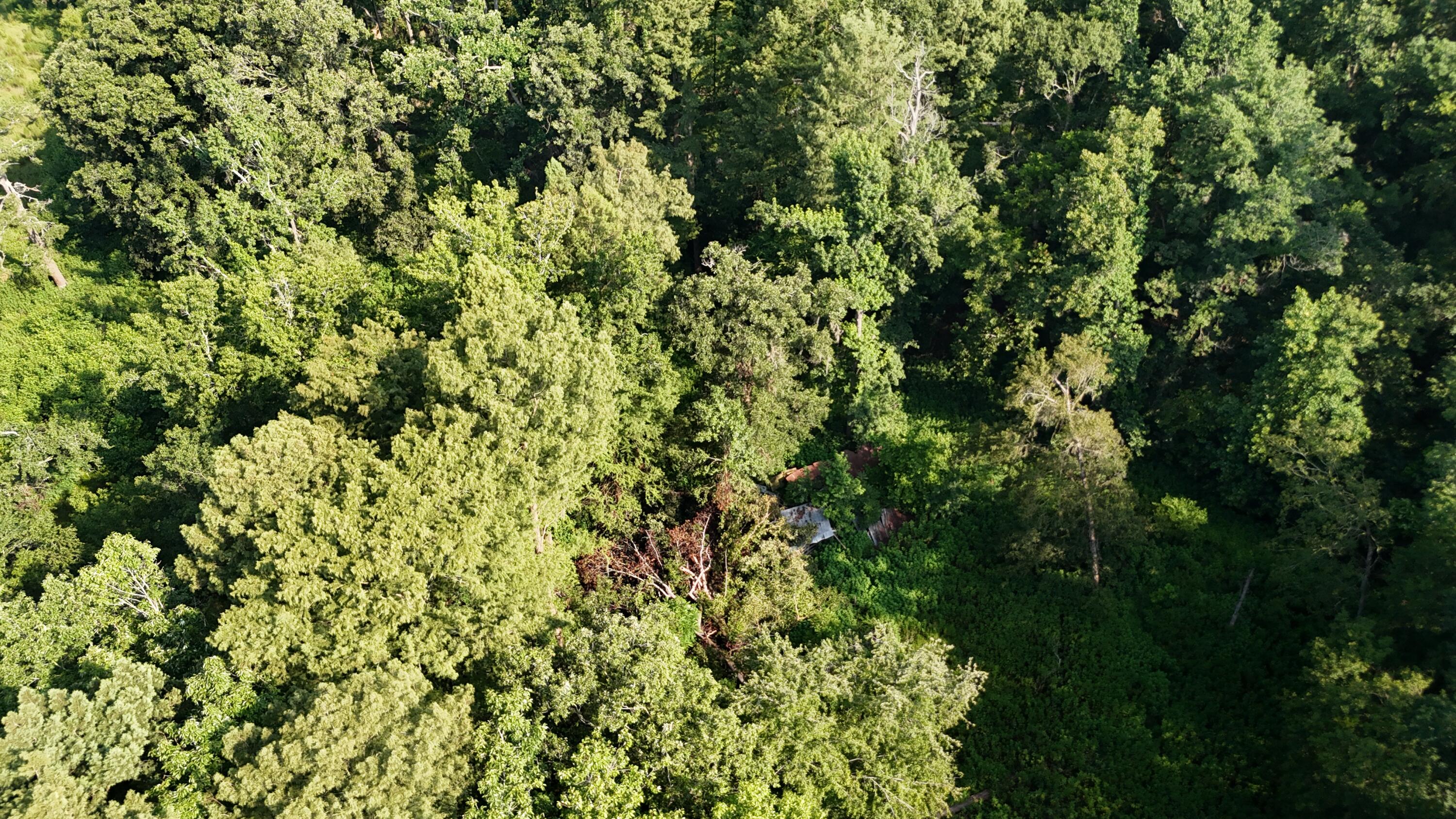 0 Swamp Road Beech Island, SC 29842 - Photo 19 of 21 DJI_20250722103335_0261_D