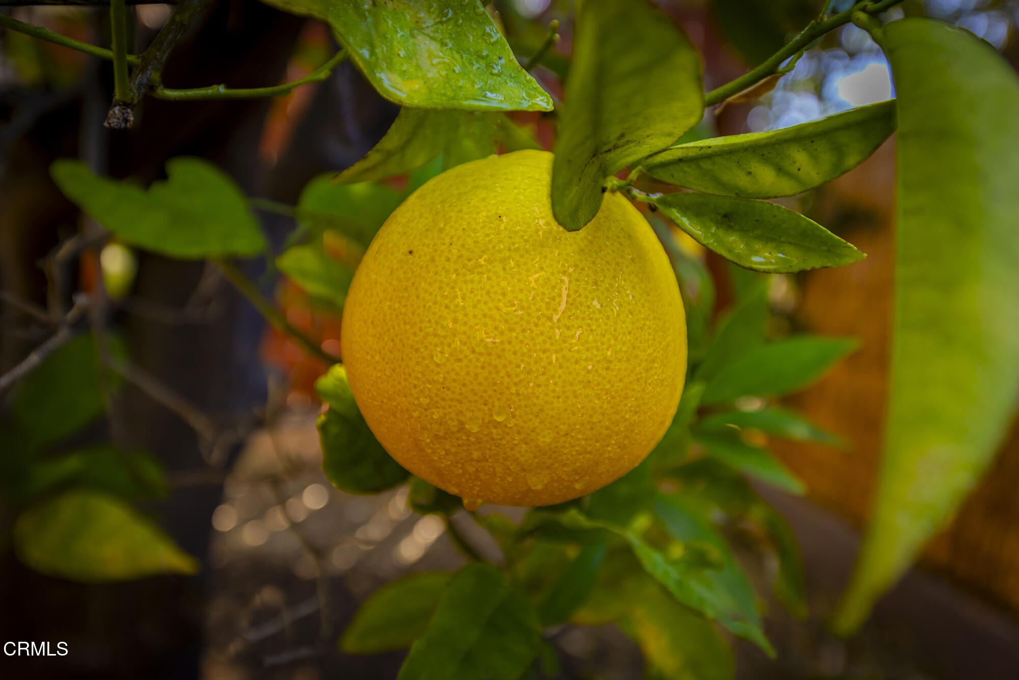 45 Rio Via Oak View, CA 93022 - Photo 26 of 34 a view of a swimming pool