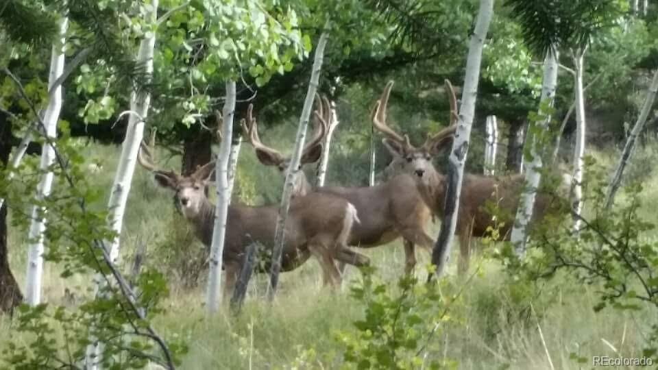 132 Jones Road Bailey, CO 80421 - Photo 13 of 25