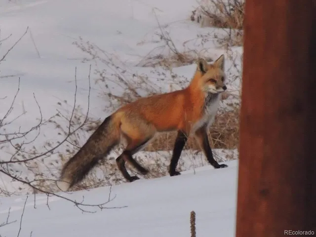 $149,999 | 132 Jones Road, Bailey, CO 80421