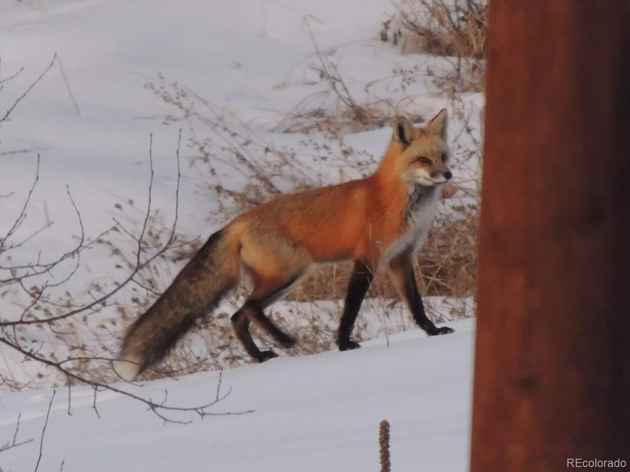 132 Jones Road Bailey, CO 80421 - Photo 23 of 25