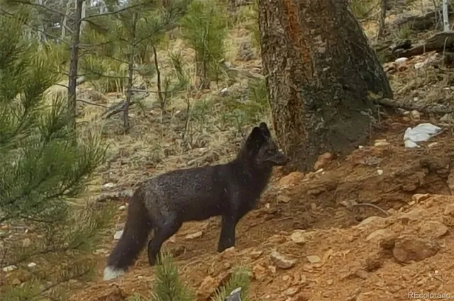 $149,999 | 132 Jones Road, Bailey, CO 80421