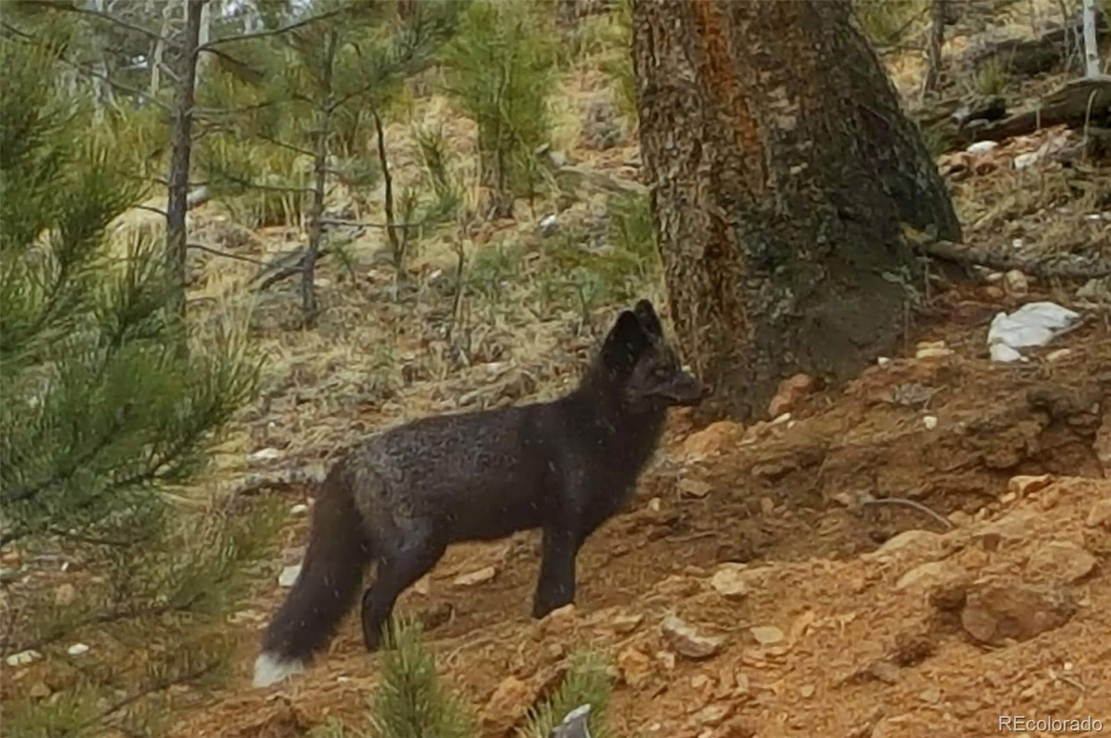132 Jones Road Bailey, CO 80421 - Photo 24 of 25