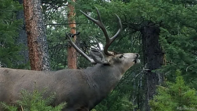 $149,999 | 132 Jones Road, Bailey, CO 80421