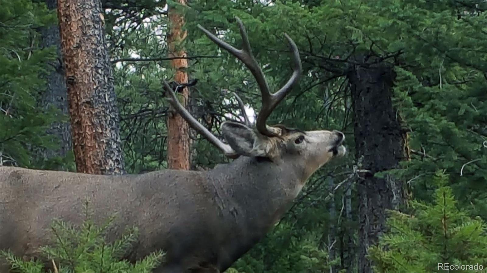 132 Jones Road Bailey, CO 80421 - Photo 25 of 25