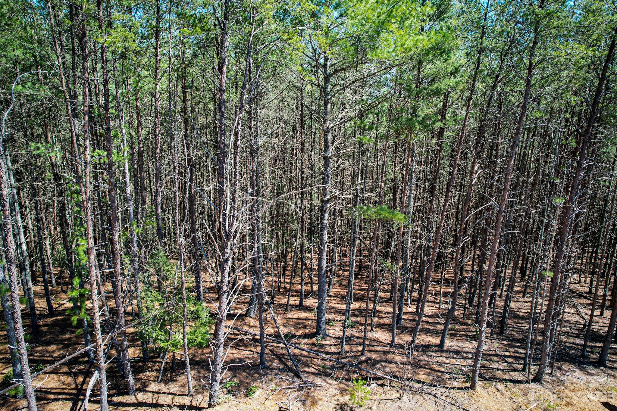 2413 Ivy Rays Way Nebo, NC 28761 - Photo 7 of 16 Gallery Image 7