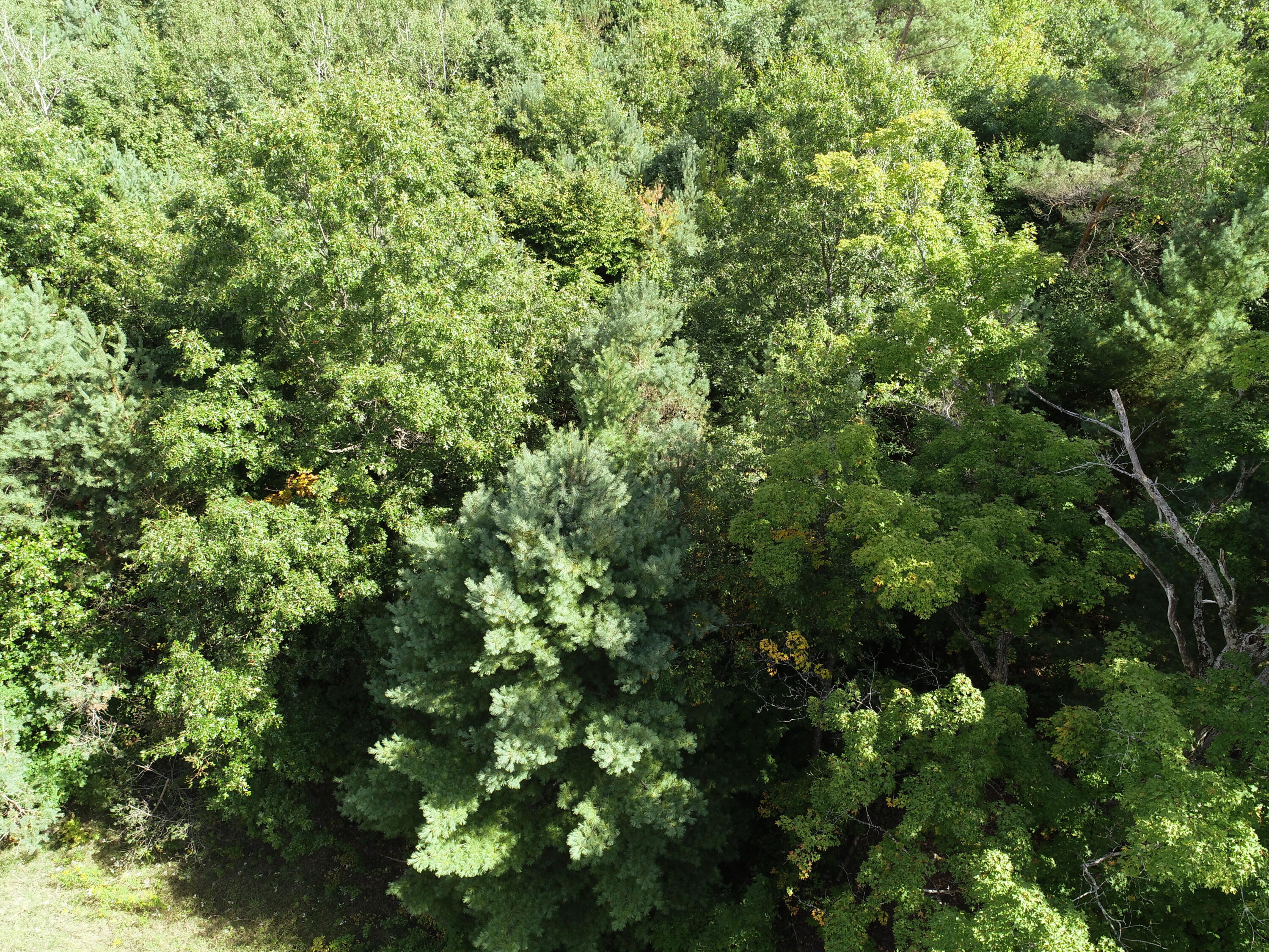 0 North Hawkins Road Luther, MI 49656 - Photo 3 of 4 cymbalski