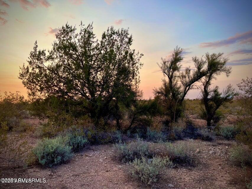 6295 North Mogollon Rim Lane, Unit 129 Rimrock, AZ 86335 - Photo 12 of 37 a view of a dry yard with trees
