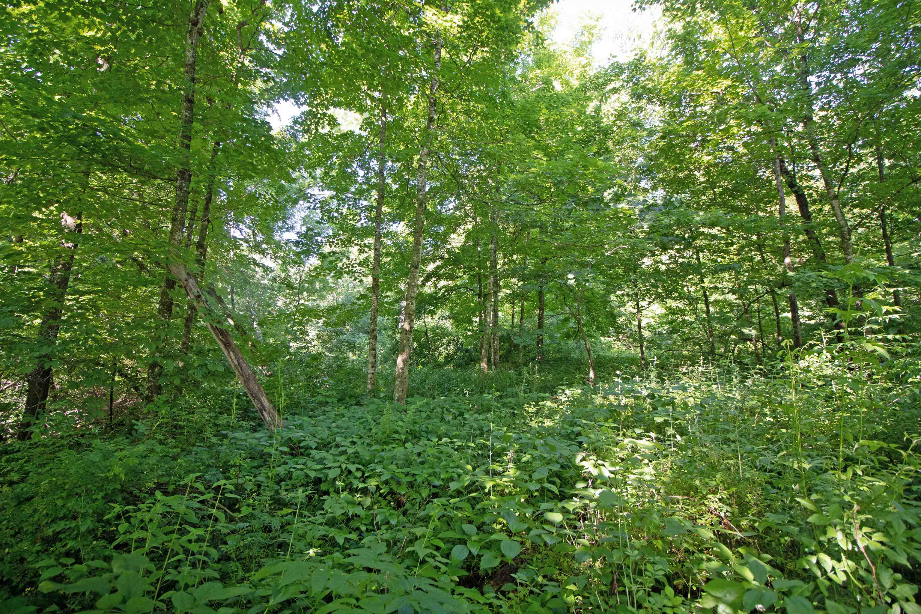 76-acres Skyline Road Blue River, WI 53518 - Photo 10 of 46