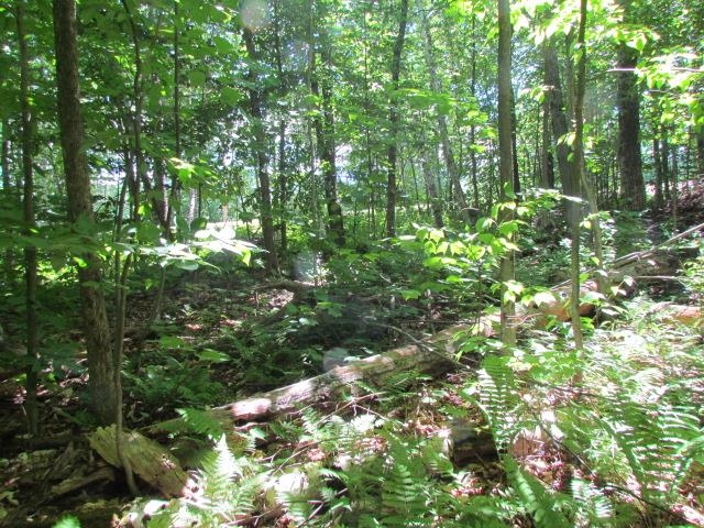 1050 Plunkton Road Warren, VT 05674 - Photo 3 of 14