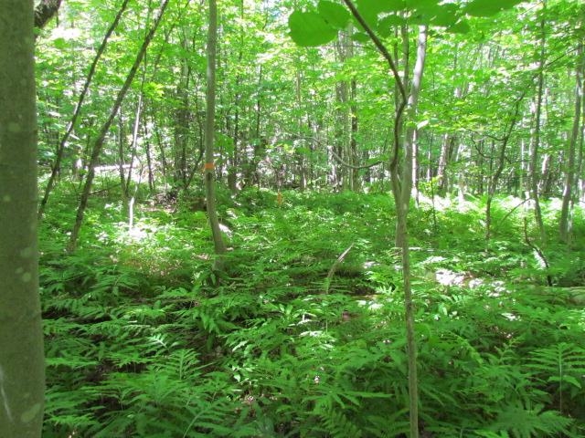 1050 Plunkton Road Warren, VT 05674 - Photo 4 of 14