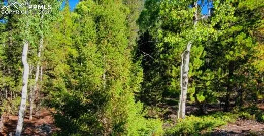 a view of a tree with a plant