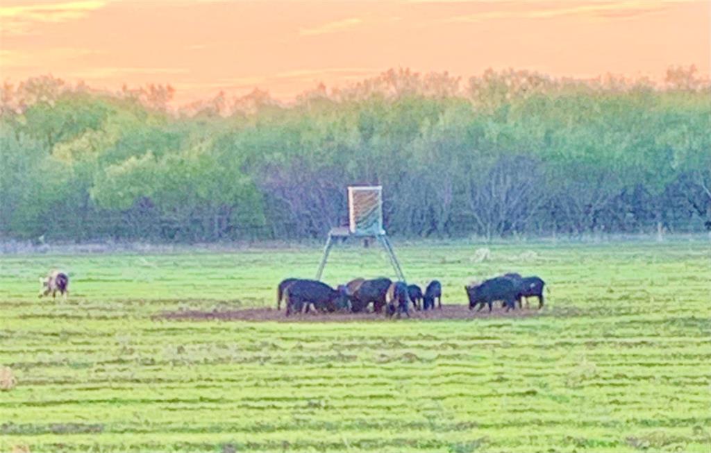 Tbd 92.81-acres Tbd 92.81-acres Leeper Road Ringgold, TX 76261 - Photo 9 of 40 a backyard of a house with lots of green space