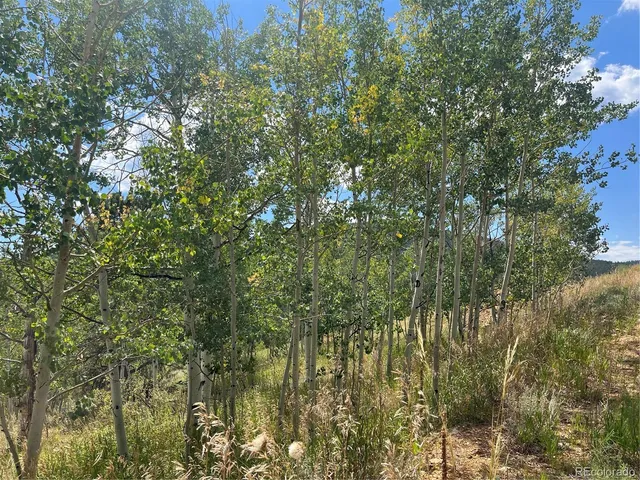 a view of a yard with a tree