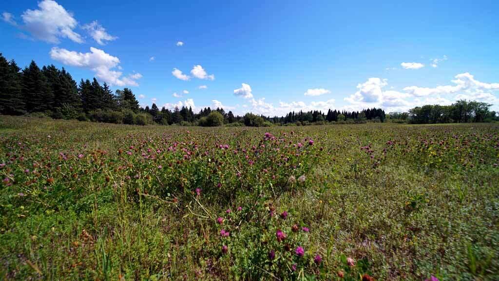 1025 Dyer Brook Road Dyer Brook, ME 04747 - Photo 11 of 39 dyer-brook-me-farm-02