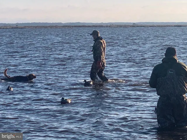 a close up of a plant in a backyard