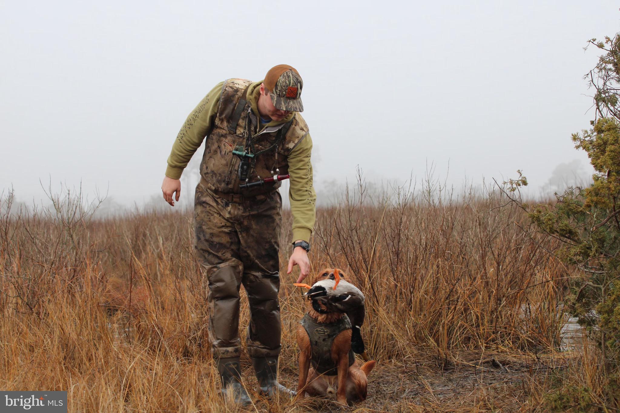 3336 Marsh Road Ewell, MD 21824 - Photo 15 of 42 a close up of a plant in a backyard
