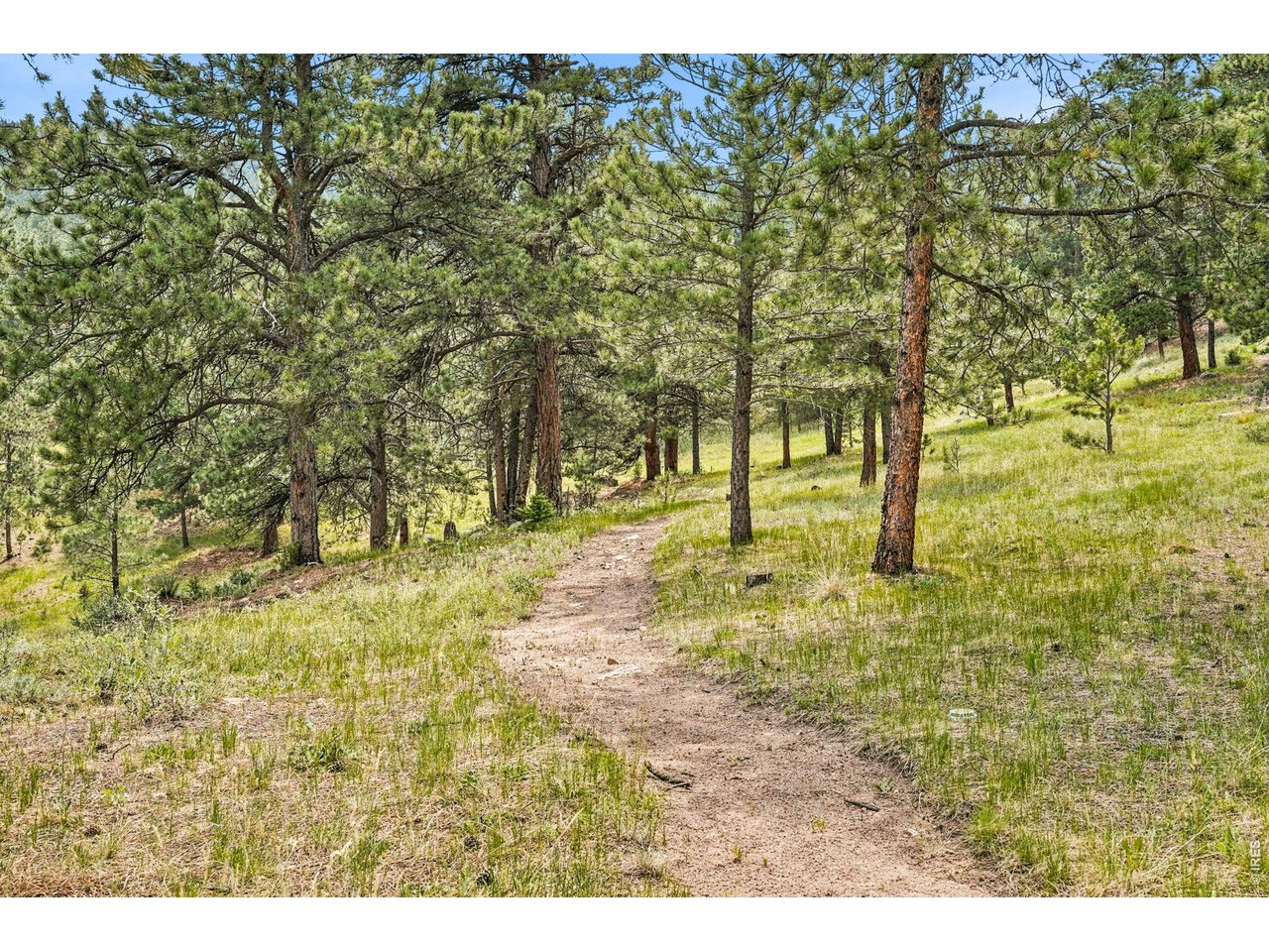 575 Reed Ranch Road Boulder, CO 80302 - Photo 43 of 47 a view of yard with trees