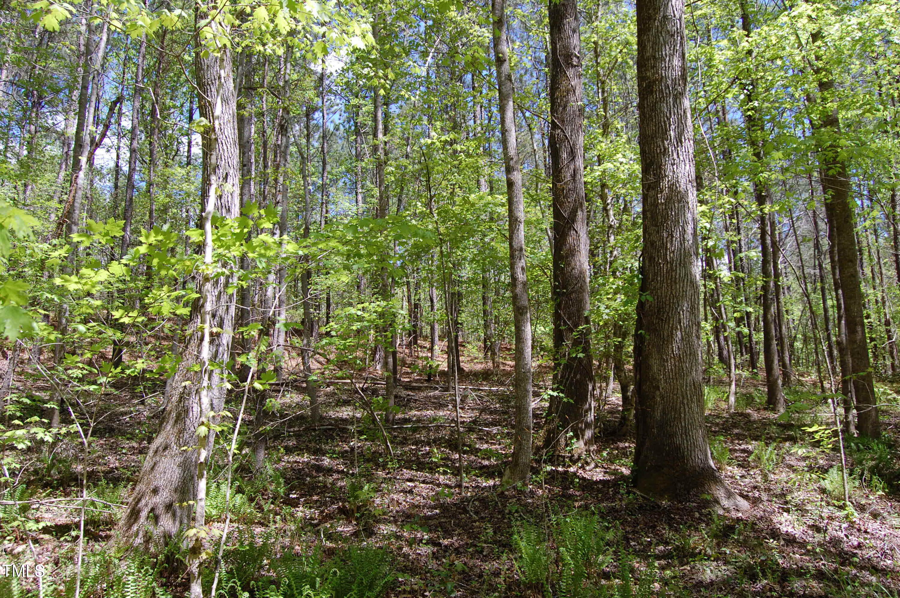 0 Egypt Mountain Road Kittrell, NC 27544 - Photo 6 of 13 a view of forest
