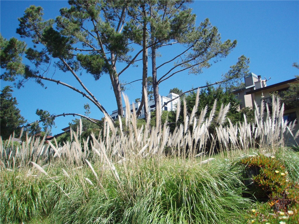 1970 Emmons Road Cambria, CA 93428 - Photo 20 of 21 a view of outdoor space with a garden