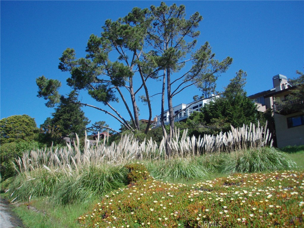 1970 Emmons Road Cambria, CA 93428 - Photo 4 of 21 a plant that is in front of a house