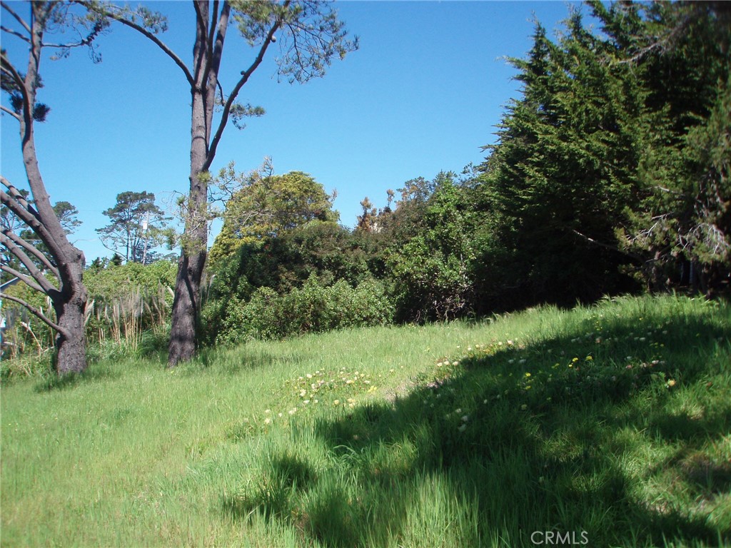 1970 Emmons Road Cambria, CA 93428 - Photo 9 of 21 a view of a lush green space