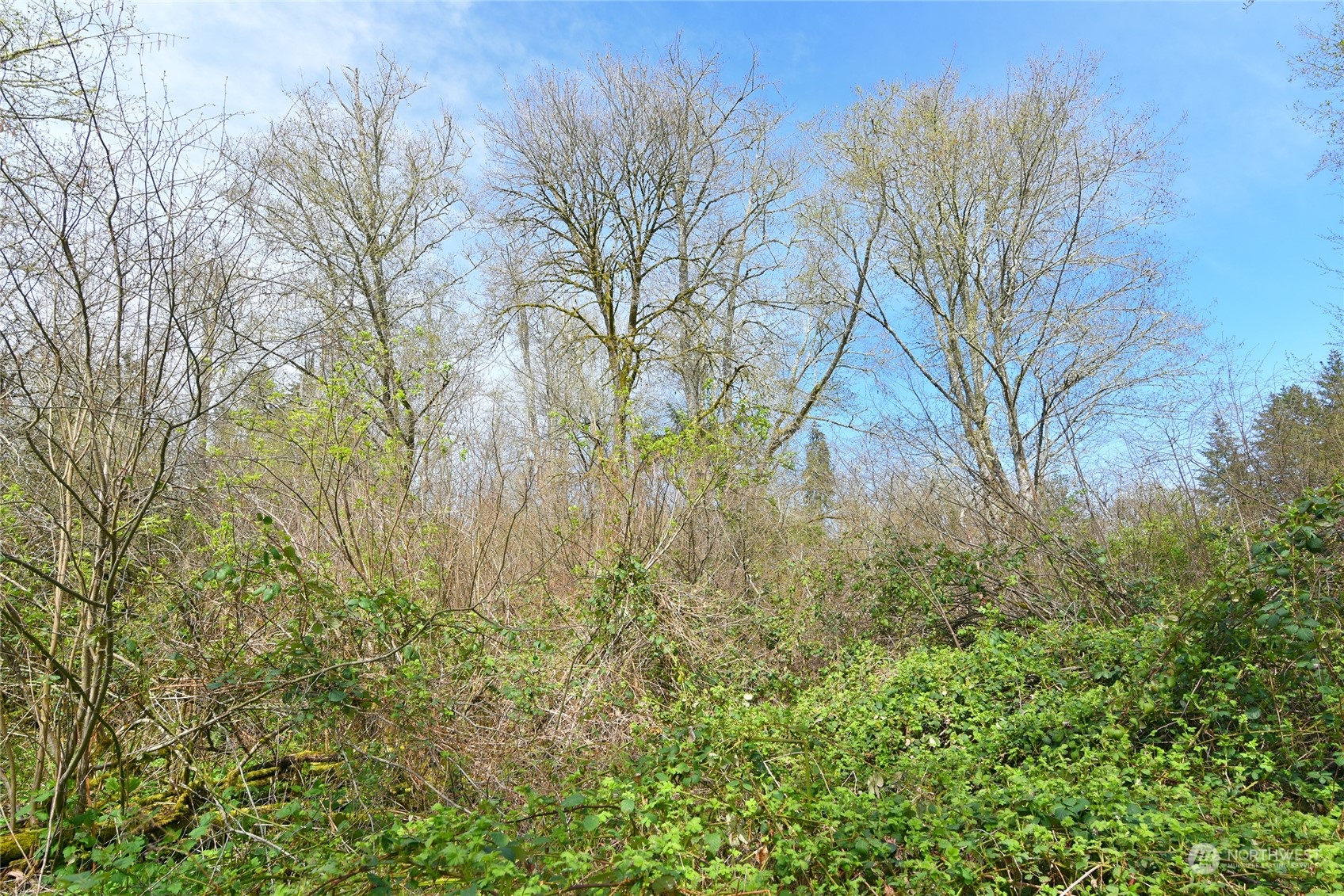 1 Bethel Burley Road Southeast Port Orchard, WA 98367 - Photo 11 of 26 a view of a yard