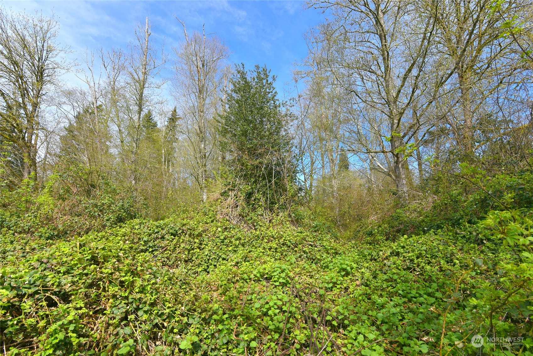 1 Bethel Burley Road Southeast Port Orchard, WA 98367 - Photo 13 of 26 a view of a yard with a tree