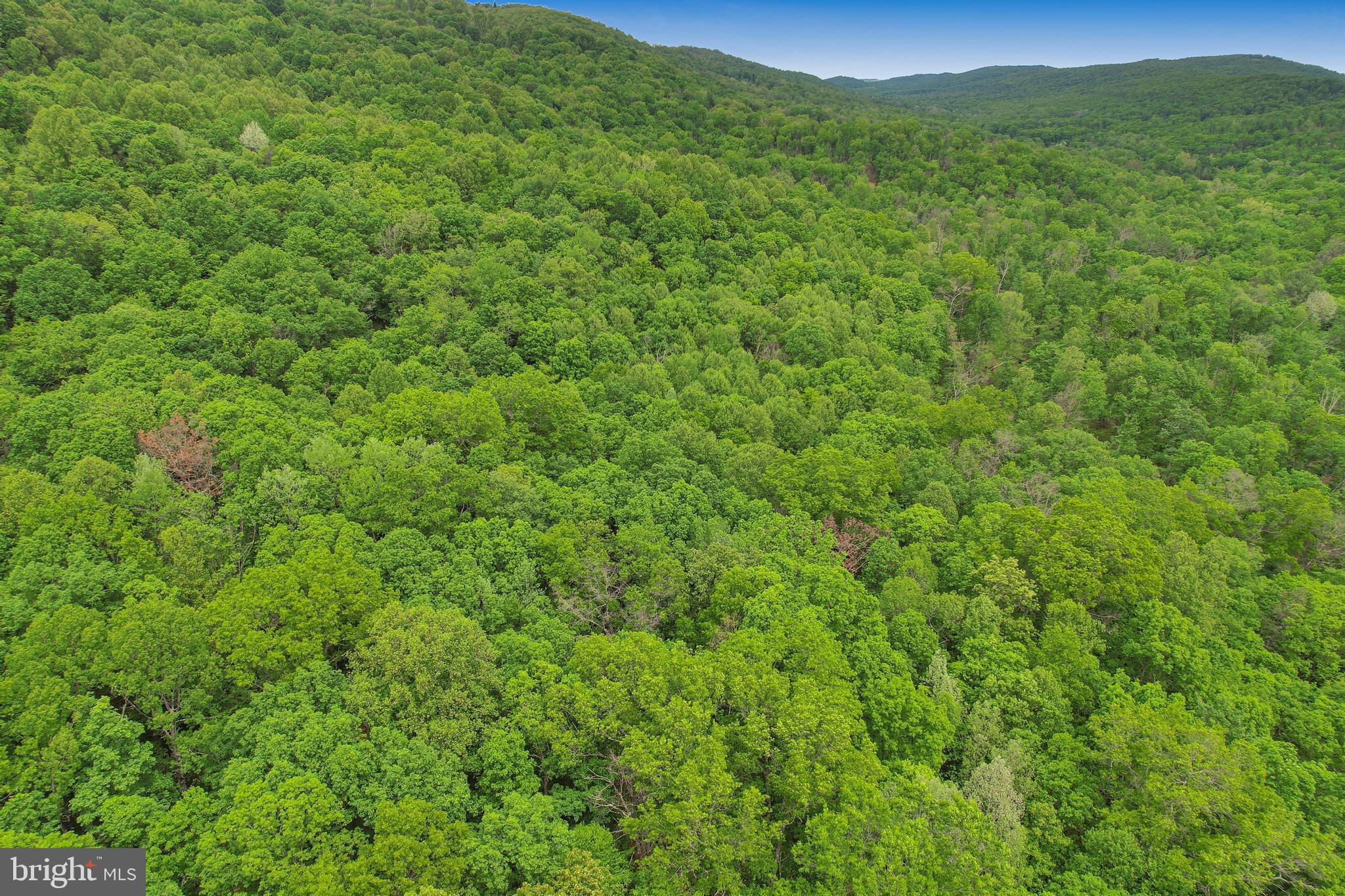 14600 Williams Road Southeast Cumberland, MD 21502 - Photo 21 of 109 a view of a lush green forest with trees in the background