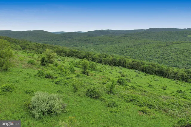 a view of a forest filled with trees