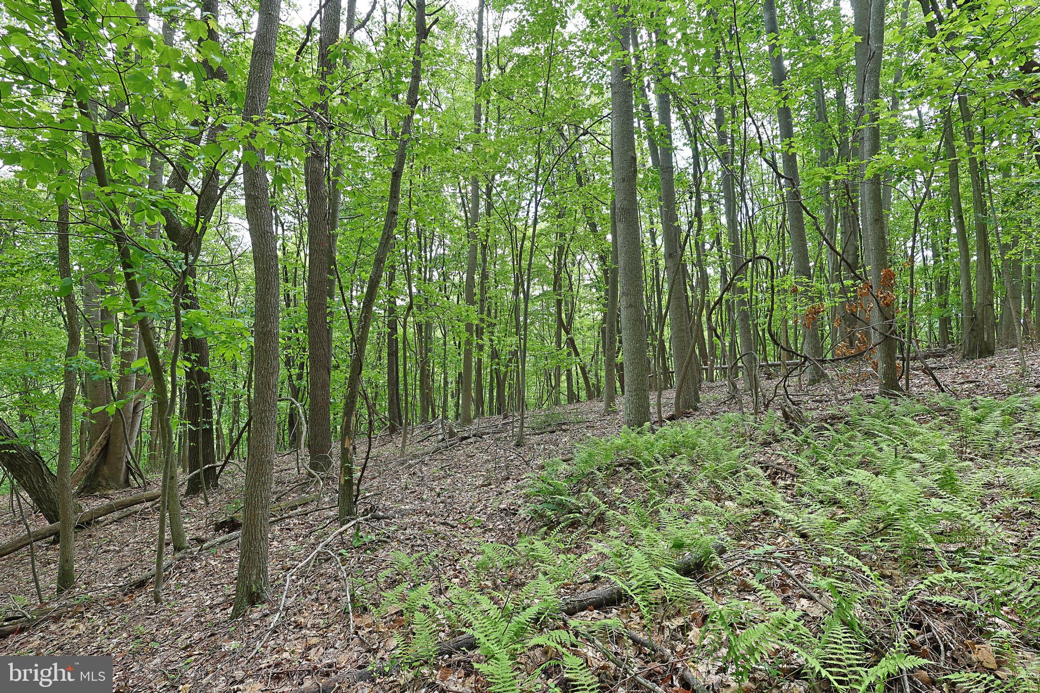 14600 Williams Road Southeast Cumberland, MD 21502 - Photo 37 of 108