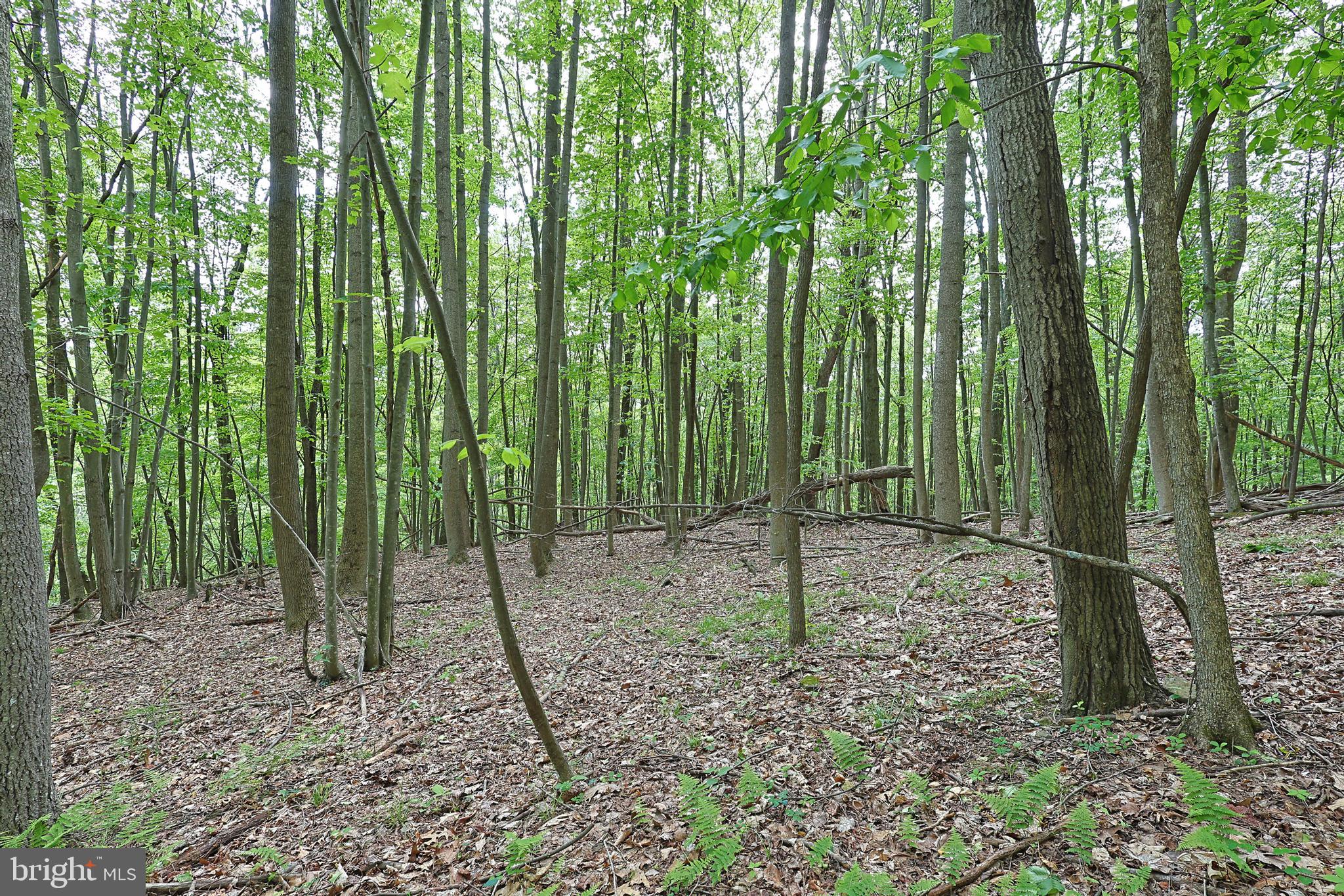 14600 Williams Road Southeast Cumberland, MD 21502 - Photo 40 of 109 a backyard of a house with lots of plants and trees