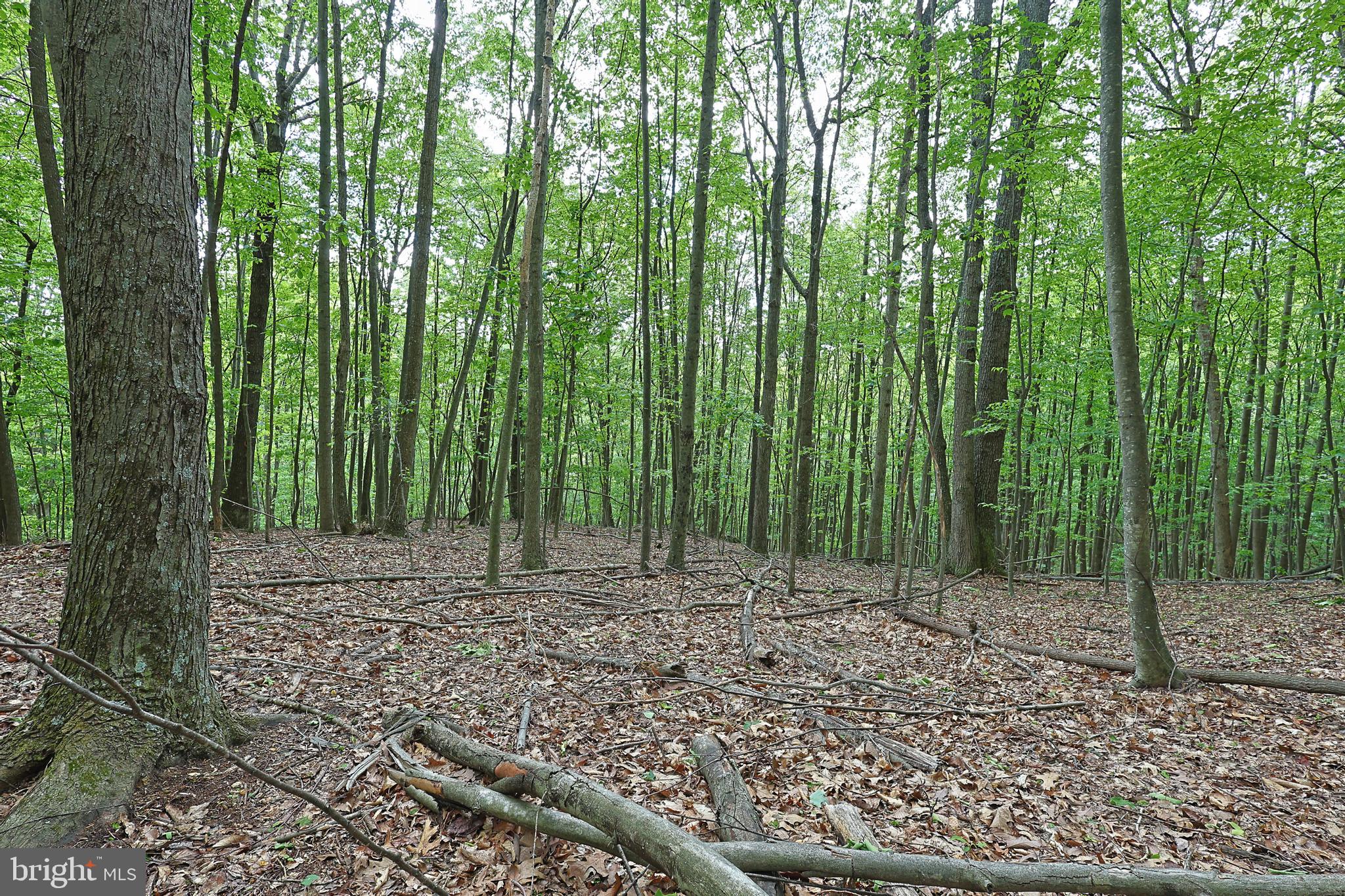 14600 Williams Road Southeast Cumberland, MD 21502 - Photo 42 of 108 a view of outdoor space with lots of trees