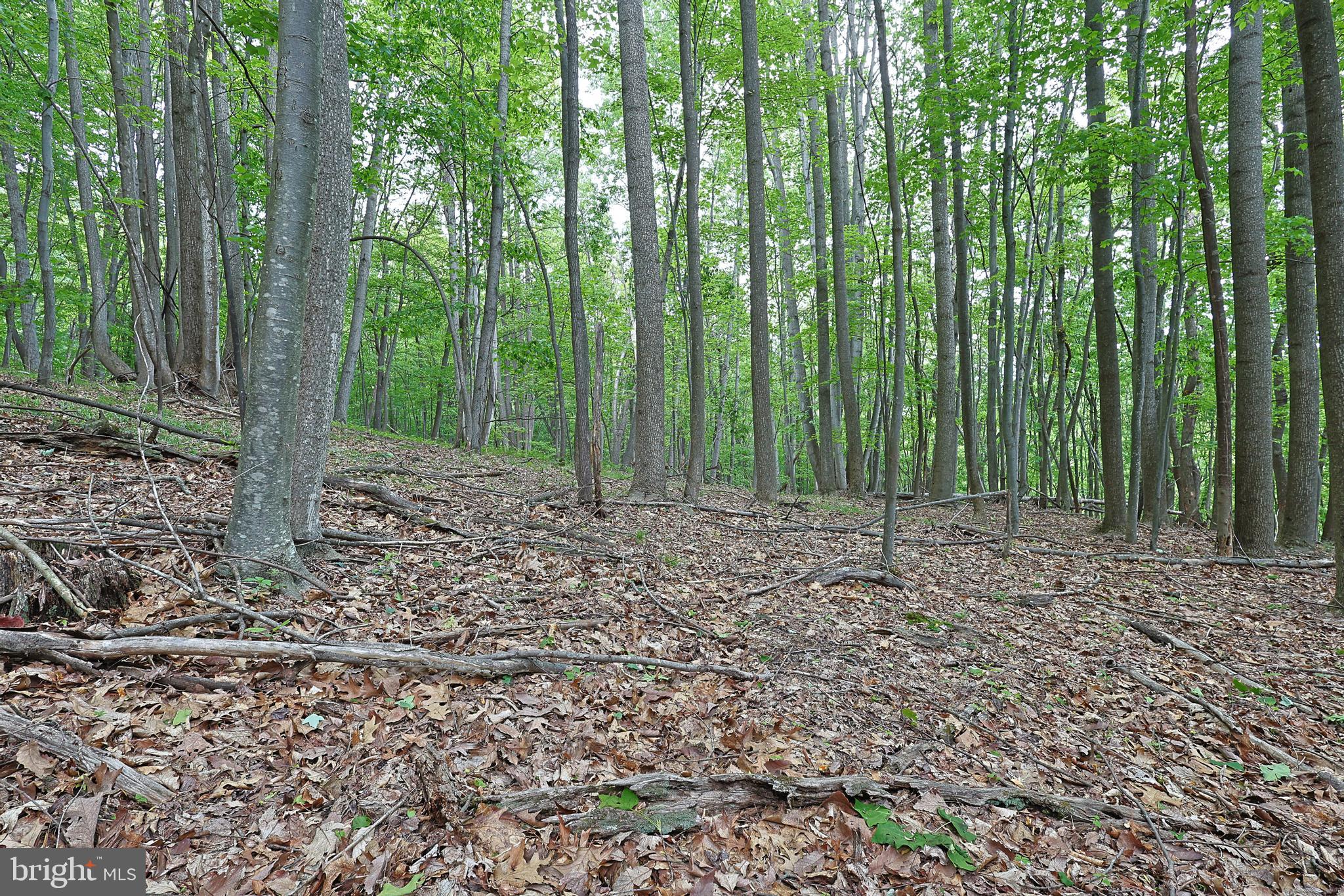 14600 Williams Road Southeast Cumberland, MD 21502 - Photo 43 of 108 a view of outdoor space with lots of trees