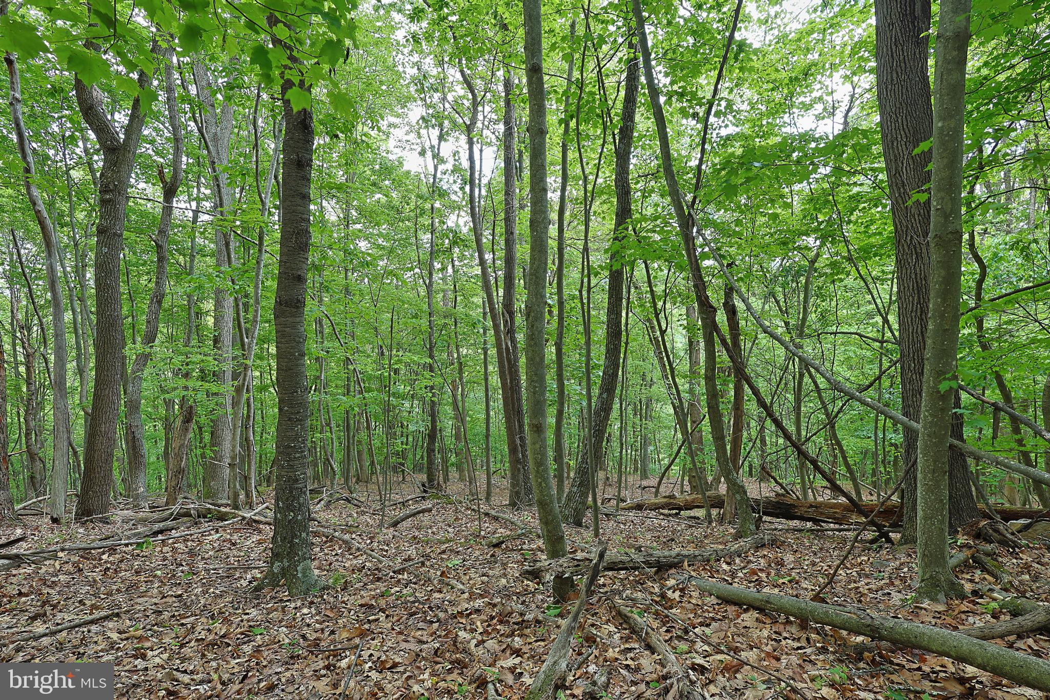 14600 Williams Road Southeast Cumberland, MD 21502 - Photo 44 of 108 a view of outdoor space and green space