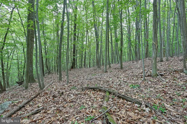 a backyard of a house with lots of trees