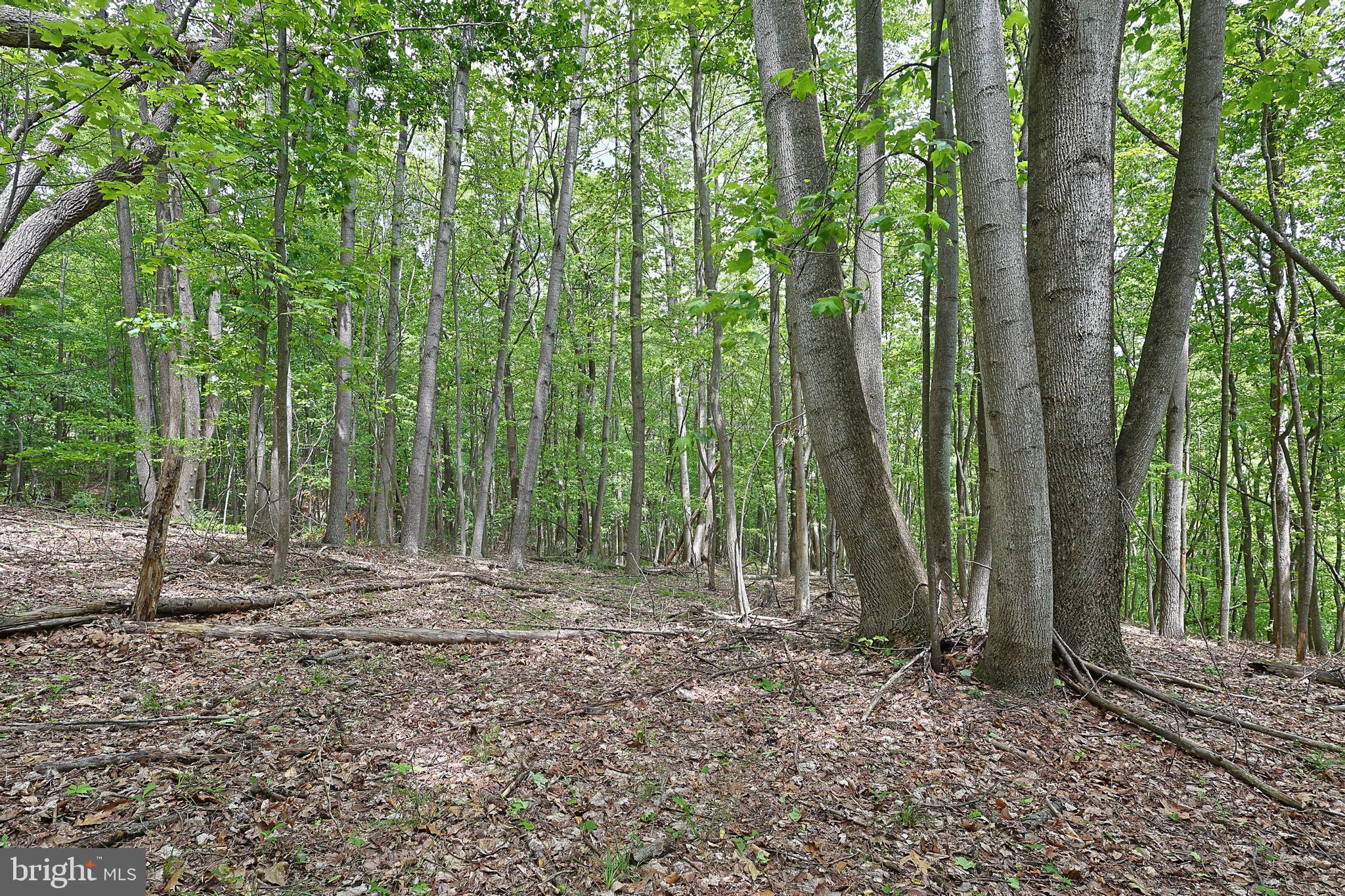 14600 Williams Road Southeast Cumberland, MD 21502 - Photo 47 of 109 a view of outdoor space and green space