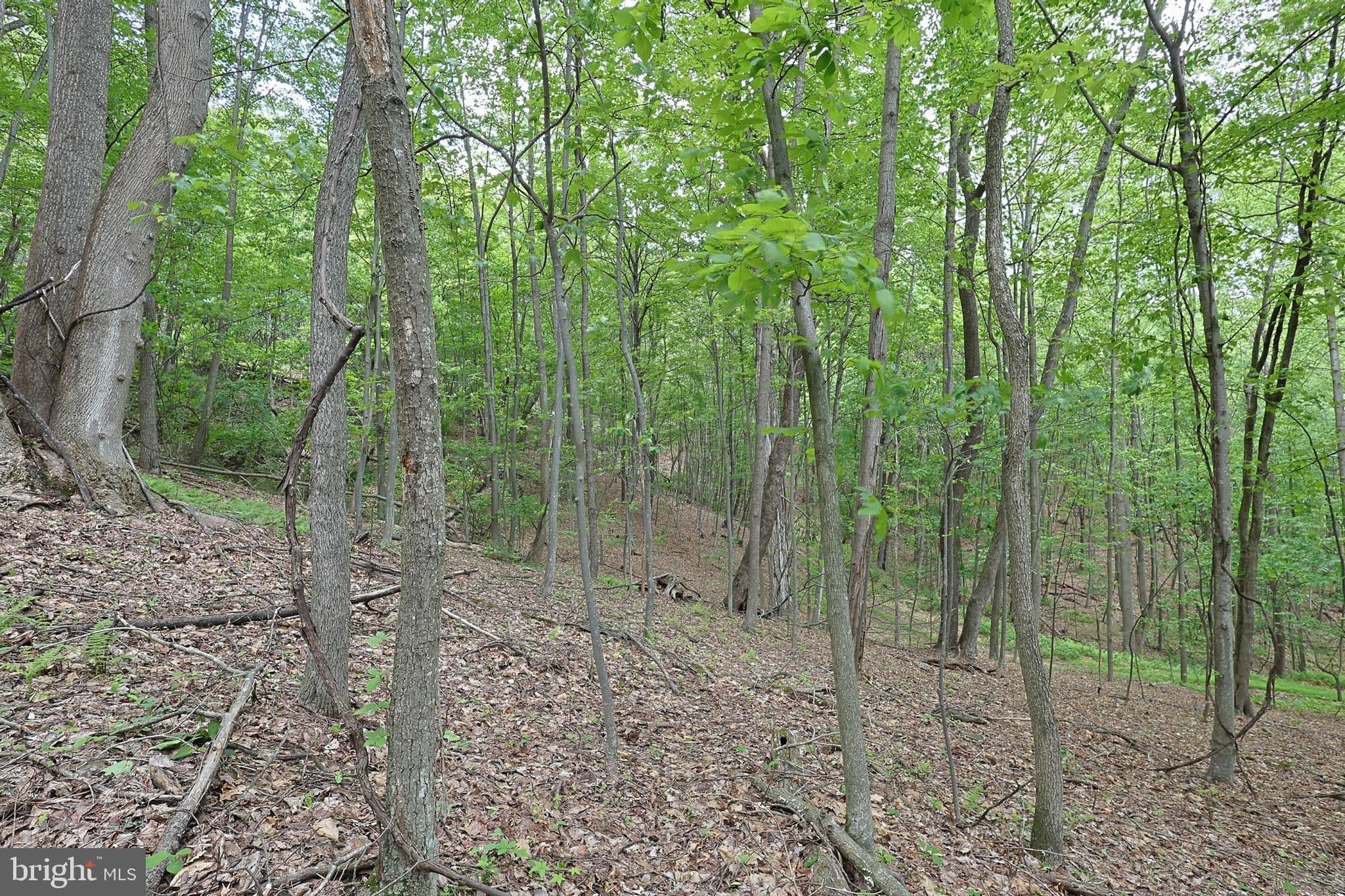 14600 Williams Road Southeast Cumberland, MD 21502 - Photo 48 of 109 a view of a forest filled with trees
