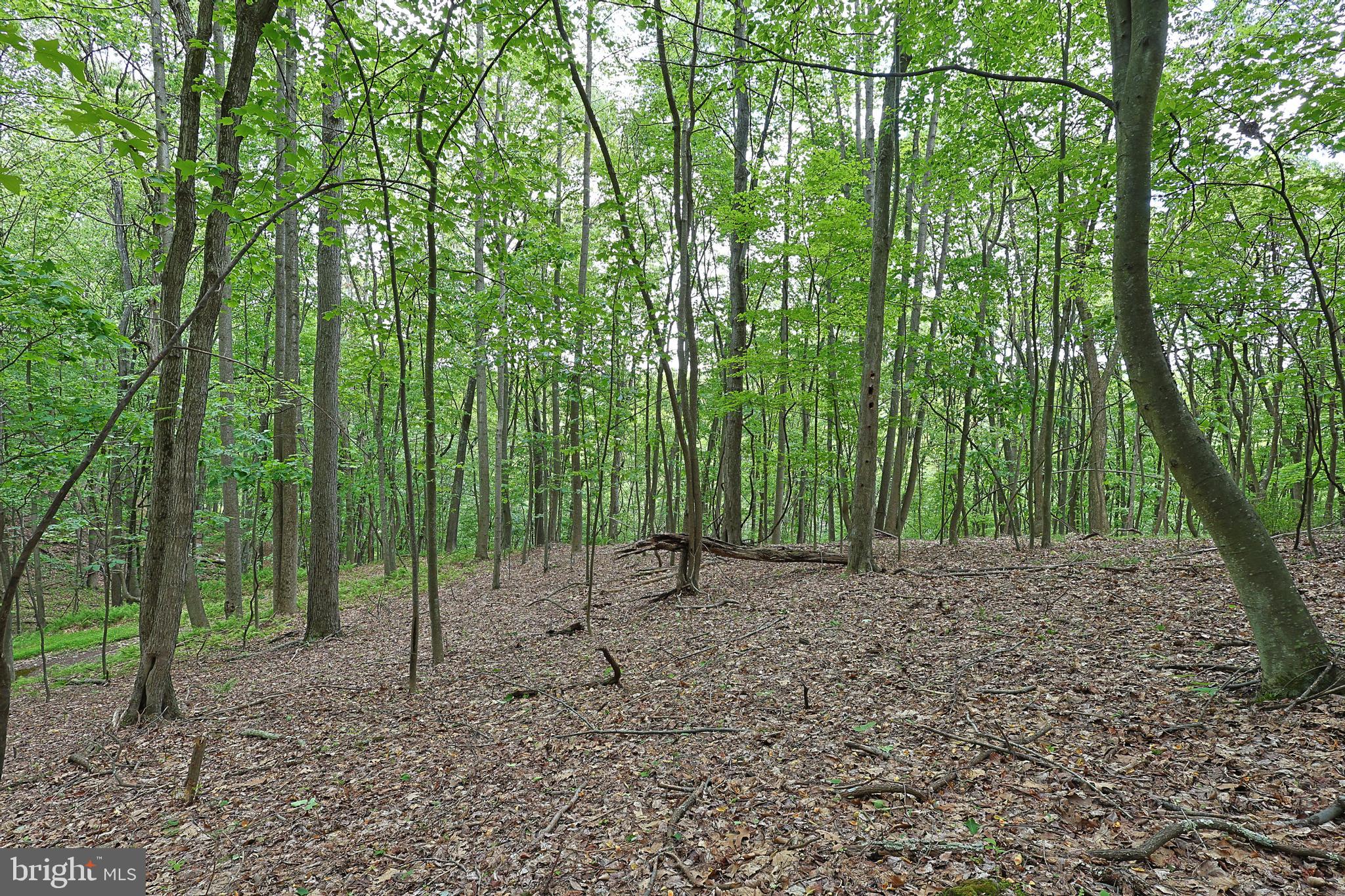 14600 Williams Road Southeast Cumberland, MD 21502 - Photo 49 of 109 a view of outdoor space and green space