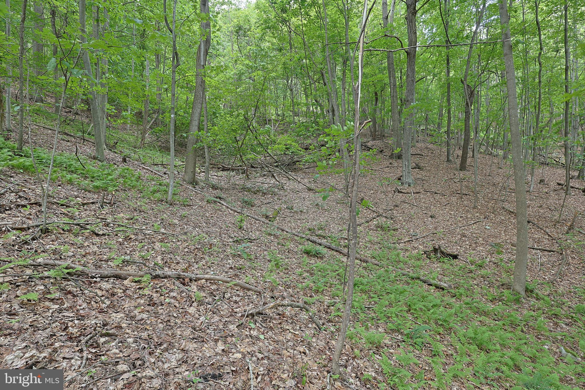 14600 Williams Road Southeast Cumberland, MD 21502 - Photo 50 of 109 a view of a forest with a trees