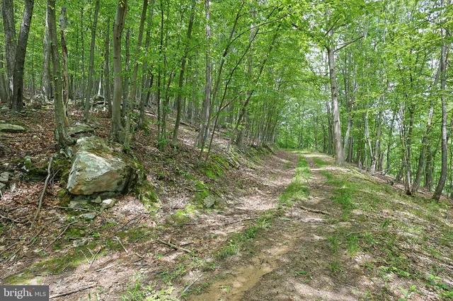 a view of a yard with a tree