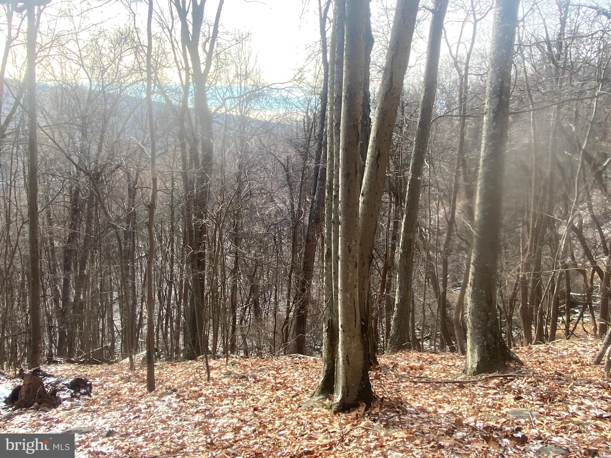 14600 Williams Road Southeast Cumberland, MD 21502 - Photo 100 of 108 a view of a covered with trees
