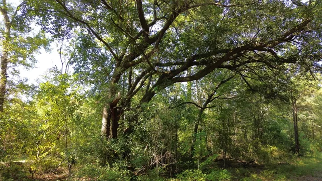 $786,000 | 1 Lowcountry Highway, Ruffin, SC 29475