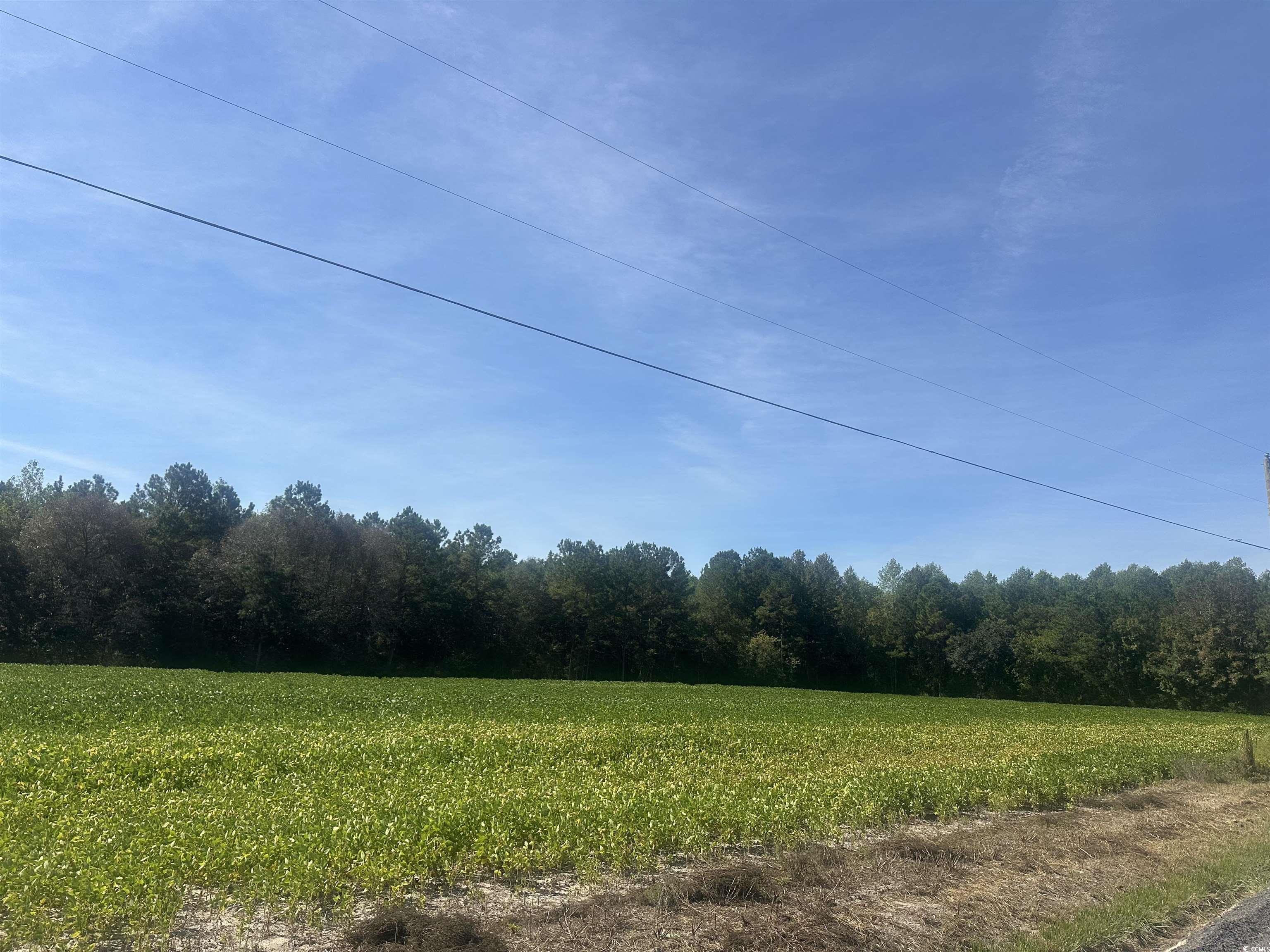Tbd Tansy Road Loris, SC 29569 - Photo 5 of 8