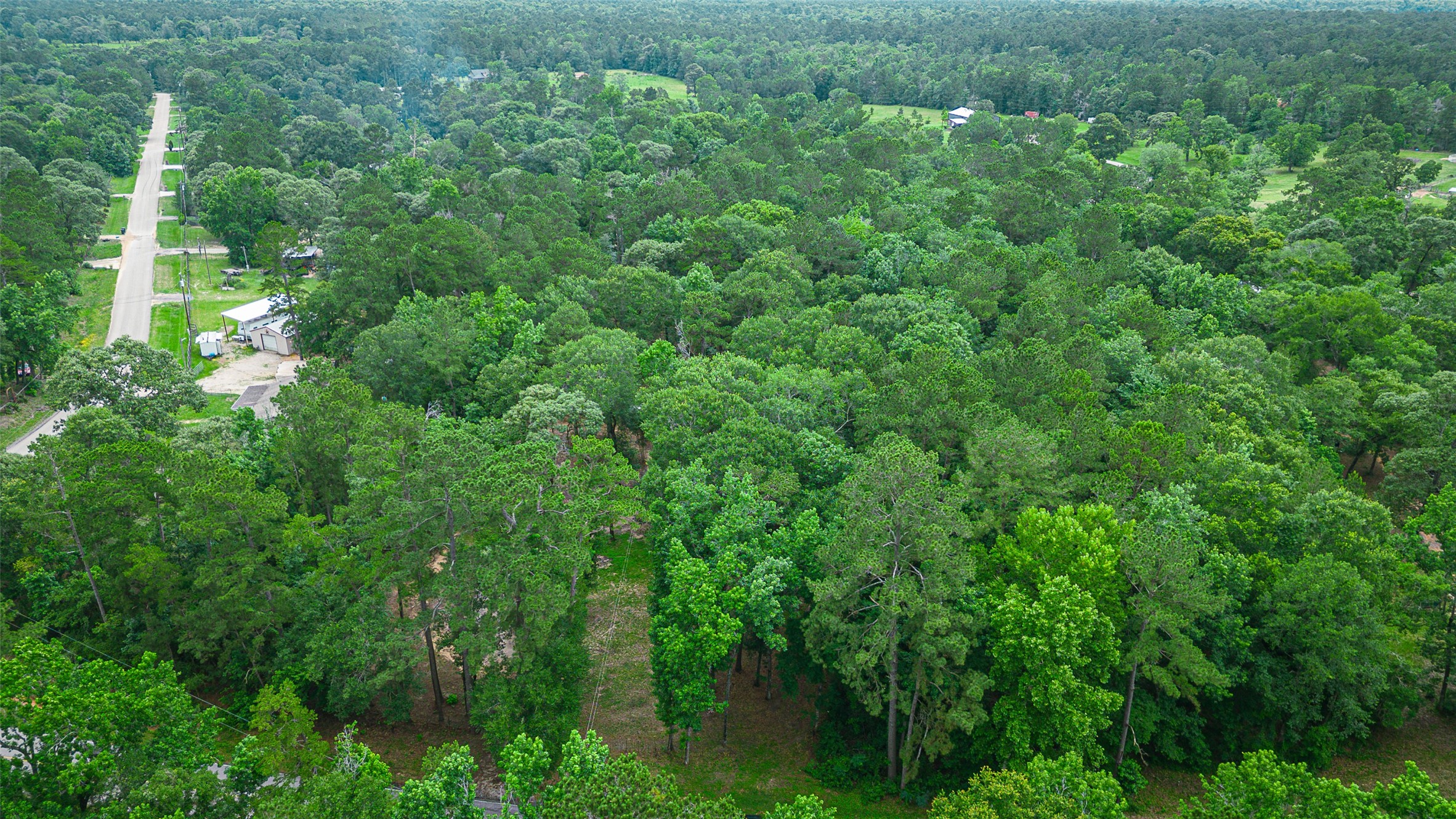 12028 Cedar Lane Conroe, TX 77303 - Photo 40 of 41 a view of a lush green forest