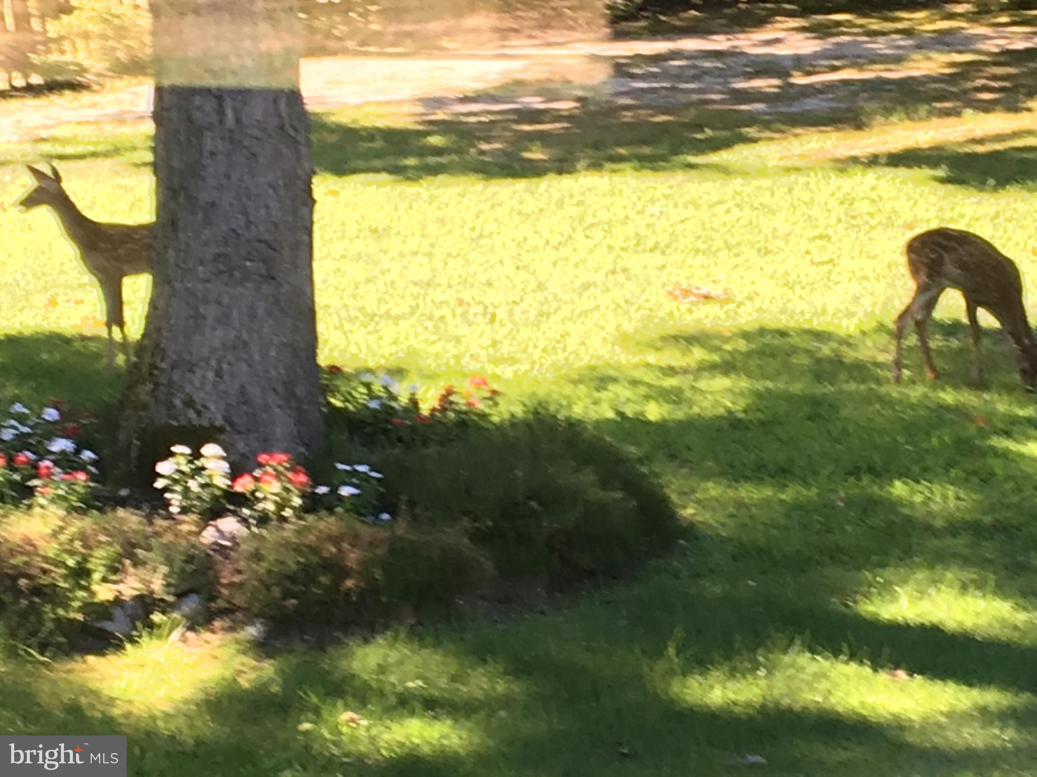 368 Ramah Road Bridgeton, NJ 08302 - Photo 23 of 27 Back yard