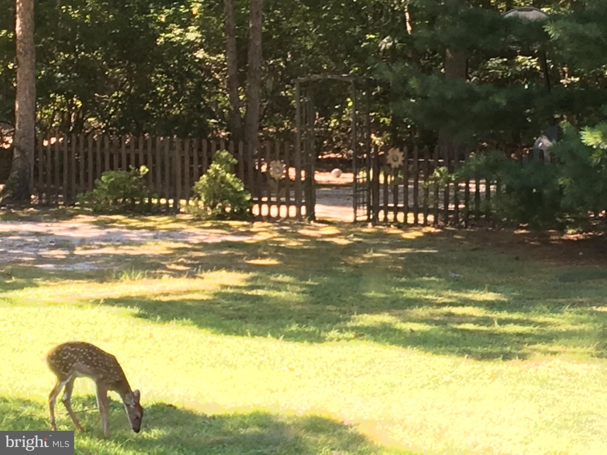 368 Ramah Road Bridgeton, NJ 08302 - Photo 24 of 27 Back yard