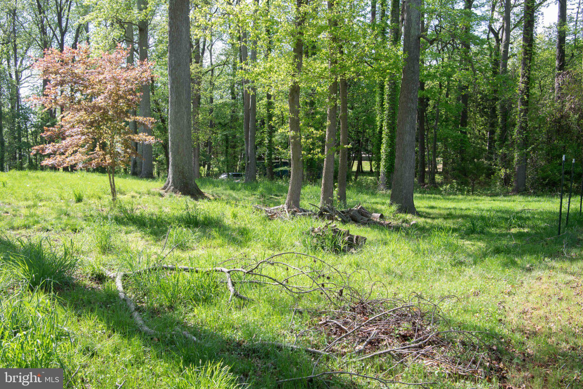 4785 Mountain Road Pasadena, MD 21122 - Photo 45 of 50 Serene woodland retreat awaits discovery.