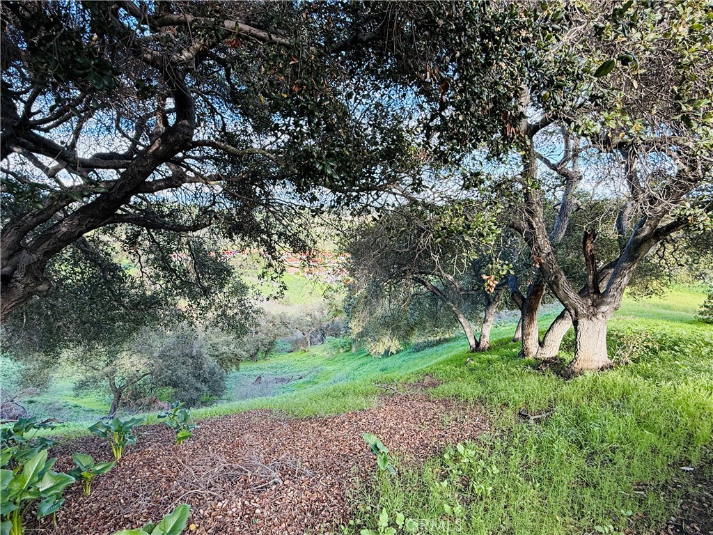 20977 Canyon Ridge Road Diamond Bar, CA 91789 - Photo 29 of 31 a view of backyard with green space